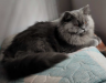 Persian cat